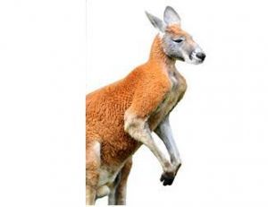 Le kangourou roux peut peser 90 kilos