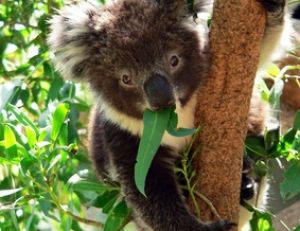 Jeune koala mangeant des feuilles d'eucalyptus