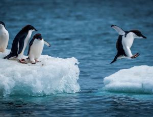 L'Antarctique va accueillir le plus grand sanctuaire marin du monde