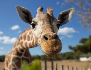 La girafe figure désormais parmi les espèces menacées