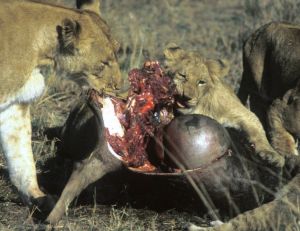 Lionne et lionceaux mangeant un gnou