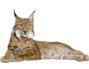 Lynx européen