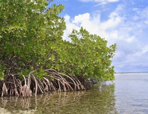 Journée internationale pour la conservation des mangroves