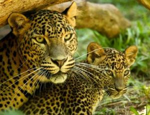 Mère jaguar et son petit