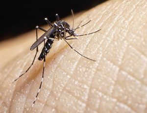 Le moustique est à l'origine de nombreuses pandémies dont Zika