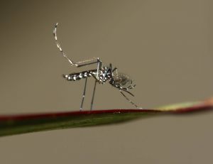 Les moustiques transmettant la dengue aussi responsables de malformations chez les bébés...
