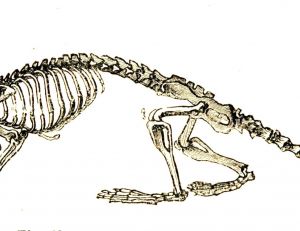 Squelette de musaraigne
