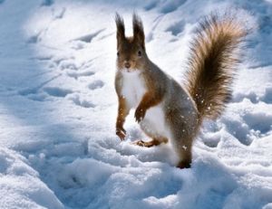 Un écureuil recherche sa nourriture en hiver… et pourtant ses provisions ne sont surement pas loin