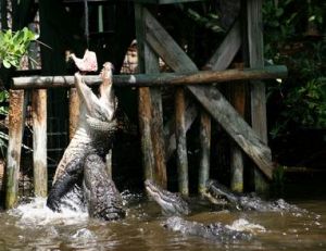 Nourrissage dans une ferme d’élevage d’alligators