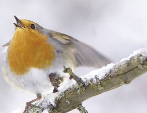 Du fait des températures clémentes de ce début d'hiver, les oiseaux ont débuté la période des amours nettement plus tôt...