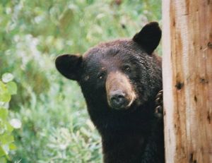 Dites bonjour à l'ours Cochise ! - Copyright Bess Sadler / Flickr CC.