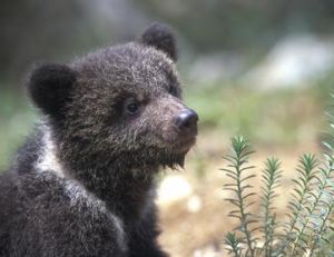Les bébés ours bruns naissent parfois avec un collier blanc