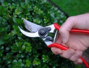 Les outils de taille au jardin