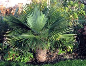 Planter et entretenir des palmiers