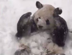 Tian Tian, le panda de Washington, apprécie visiblement la neige...