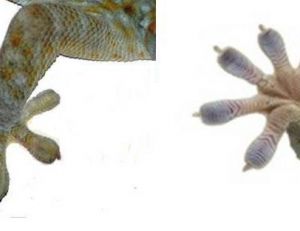 Patte antérieur du gecko, face extérieure et intérieure