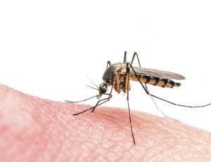 Où en sont les recherches pour contrer le virus Zika ?