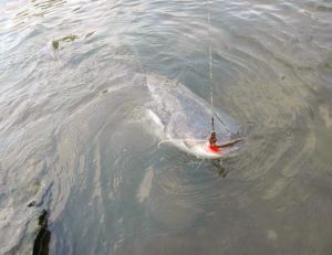 La pêche du silure depuis le bord