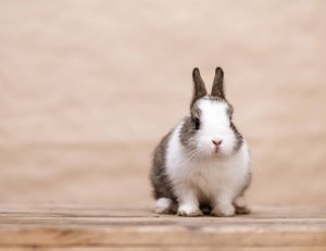 Que faire pour qu'on continue de prendre soin de votre lapin pinpin pendant les vacances ?
