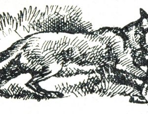 Le renard pris au piège, gravure de 1930