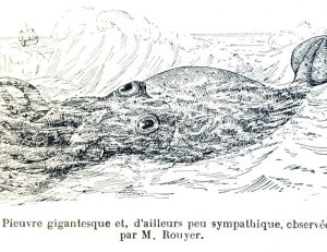 Illustration d'une pieuvre géante par M. Rouyer