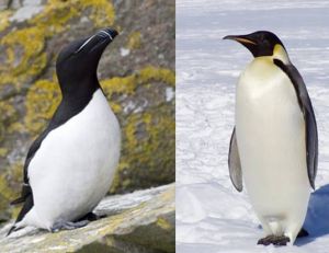 Pingouin torda et manchot