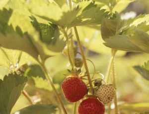 Comment planter des fraisiers ?