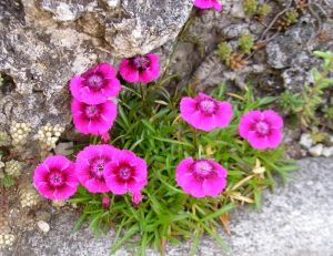 L’œillet des Alpes (Dianthus alpinus)