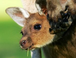 Jeune kangourou dans la poche marsupiale