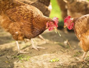 Le ministère de l'Agriculture et l'ANSES viennent d'officialiser un cas de grippe aviaire - le premier depuis 2007