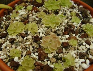 Perlite et plantes succulentes