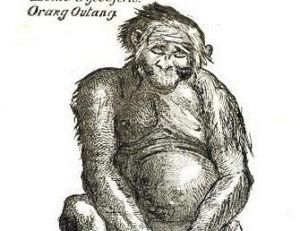 Une des premières représentations des orangs-outans, Tulpius 1641