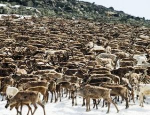 Rassemblement annuel de rennes en Laponie