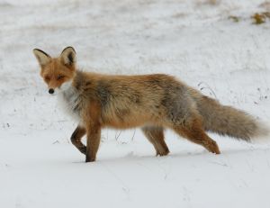L'hiver, la fourrure du renard est plus épaisse