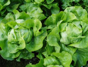 Cultiver des salades au potager