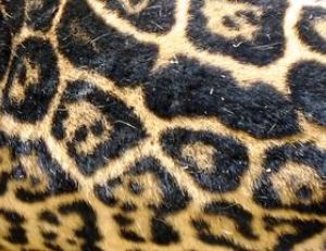 Gros plan sur la fourrure d’un jaguar mettant en évidence les rosettes