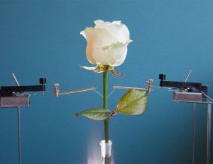 Aperçu de la rose bionique mise au point par la Linköping University - copyright Linköping University