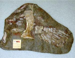 Nageoire fossile d’un sarcptérygé : sauripteris taylori © Arnaud Filleul