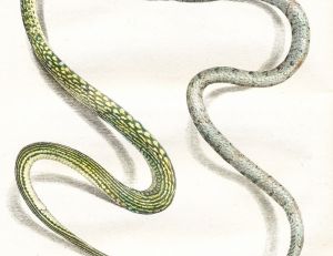 Couleuvre verte et jaune (à gauche) et couleuvre à collier (à droite)