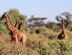 Le bruits des girafes découvert&amp;amp;nbsp;
