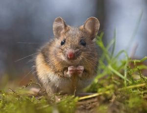 Une étude vient de démontrer que les spermatozoïdes des souris sont plus imposants que ceux des éléphants
