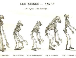 Évolution des hominidés, illustration parue dans « l’homme et les animaux », A.E Brehm
