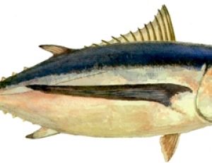 Le Germon ou thon blanc