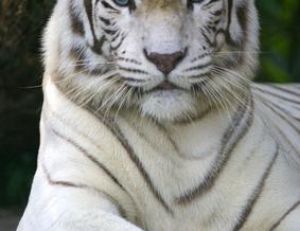 Tigre blanc adulte