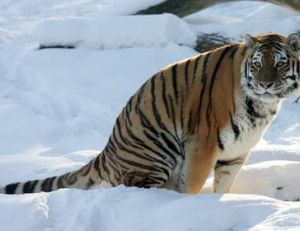 Tigre de Sibérie adulte