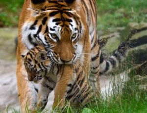 Tigresse et son tigreau