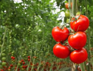 Il existe des astuces faciles à appliquer pour optimiser sa récolte de tomates...