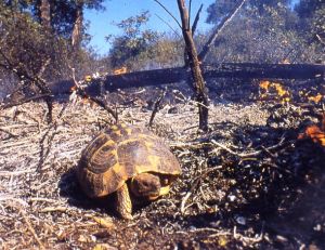 Dans le massif des maures, tortue d’Hermann tentant de fuir un incendie - ©Village des Tortues (SOPTOM)