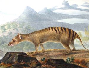 Thylacine, John Lewin, 1817