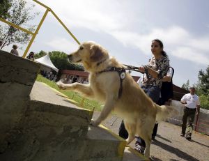 Un chien guide d'aveugle - copyright iStock
